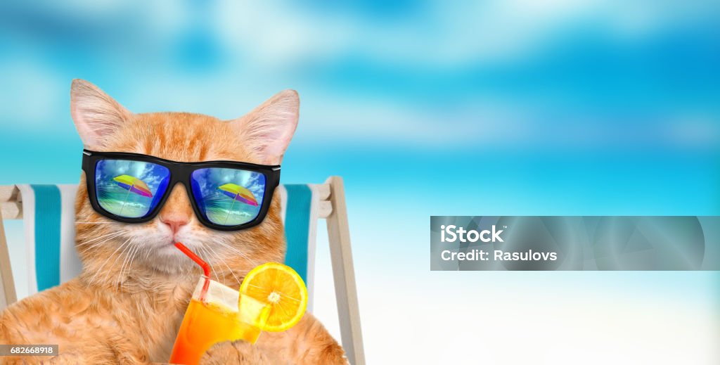 Cat wearing sunglasses relaxing sitting on deckchair. Cat wearing sunglasses relaxing sitting on deckchair in the sea background. Domestic Cat Stock Photo