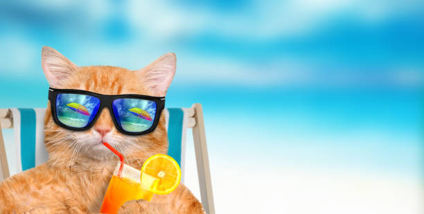 Cat wearing sunglasses relaxing sitting on deckchair. Cat wearing sunglasses relaxing sitting on deckchair in the sea background. cat water stock pictures, royalty-free photos & images