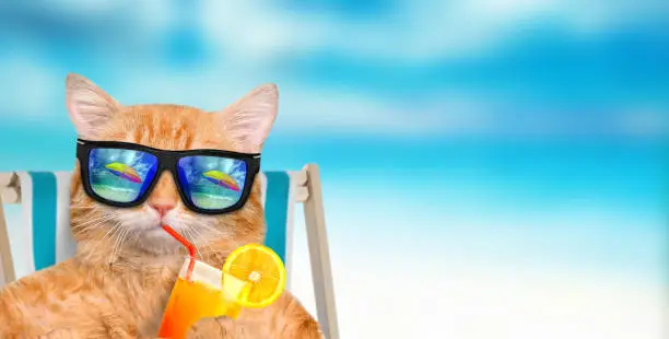 Cat wearing sunglasses relaxing sitting on deckchair in the sea background.