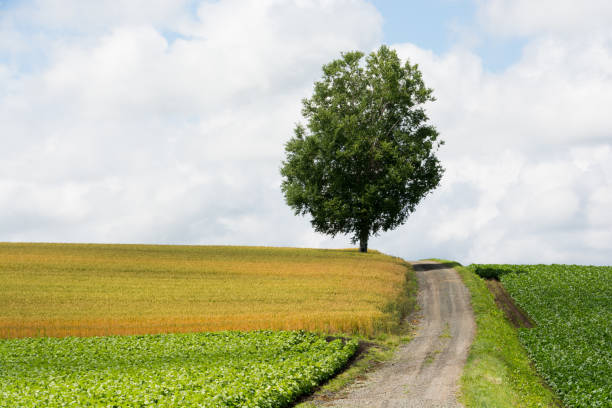 Birch tree on the hill Birch tree on the hill with gravel road in the wheat and vegetable field 丘 stock pictures, royalty-free photos & images