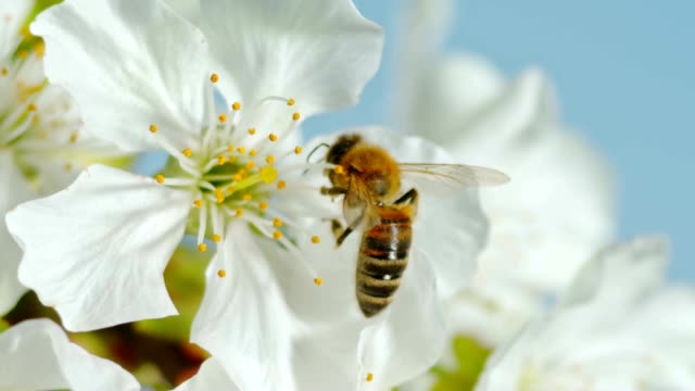 SLO MO LD Carniolan honey bee hanging on to the stamens of a white cherry blossom