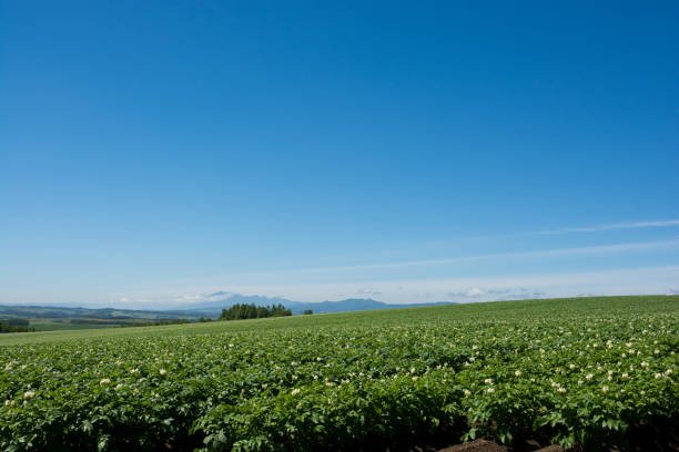 istock Potato field and blue sky 682672210