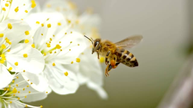Slow motion close up tracking shot of a honey bee (Apis mellifera carnica) approaching a white blossom of a cherry tree and picking a petal to land on. Shot in Slovenia.