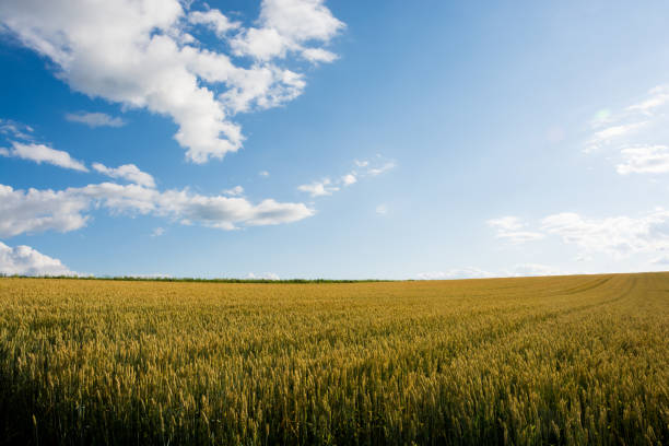 istock Wheat field and summer blue sky 682672386