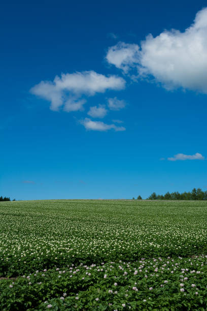 Potato field with white flowers and blue sky Potato field with white flowers and blue sky in summer in Hokkaido Japan 丘 stock pictures, royalty-free photos & images