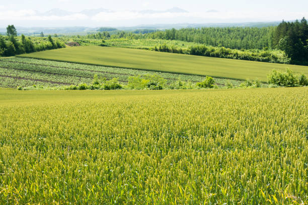 Hilly upland field at summer in Hokkaido Japan