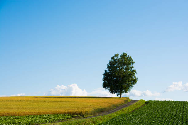 Birch tree on the hill Birch tree on the hill with gravel road in the wheat and vegetable field and summer bule sky 丘 stock pictures, royalty-free photos & images