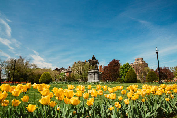 ボストンパブリックガーデンのジョージワシントン像と黄色いチューリップ - boston public garden ストックフォトと画像