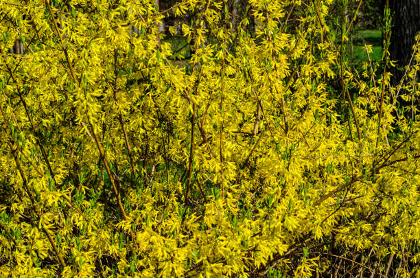 Blossoming forsythia plant on early spring. Natural background