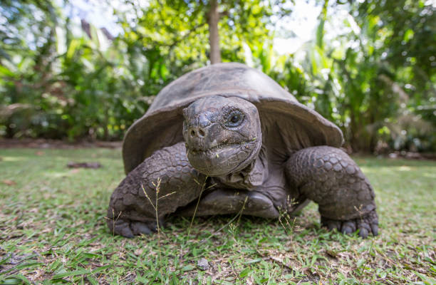 istock Aldabra Giant Tortoise  in Seychelles 682697956