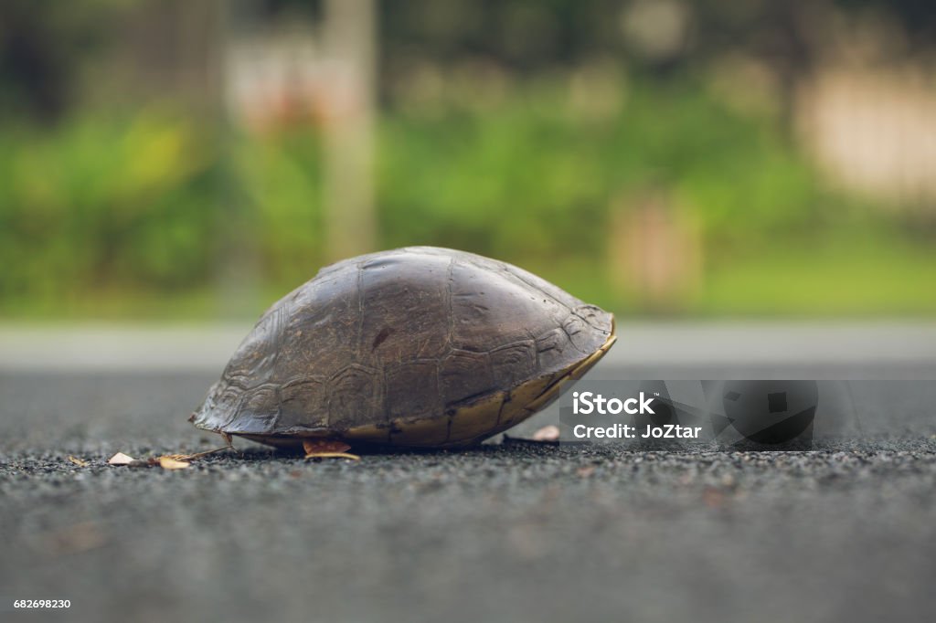 Turtle is shy inside shell on the floor. Animal abstract background. Animal Stock Photo