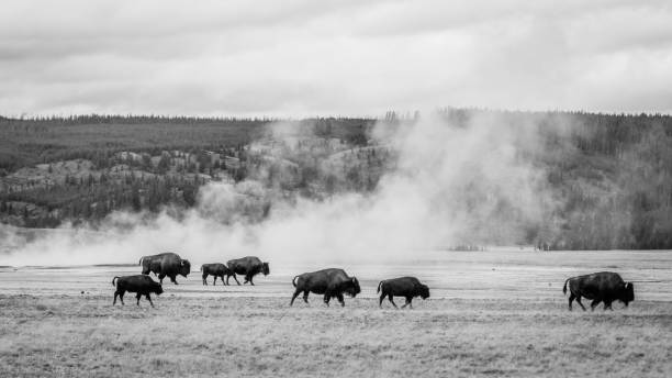 Bison grazing in the field. Black and white photo.