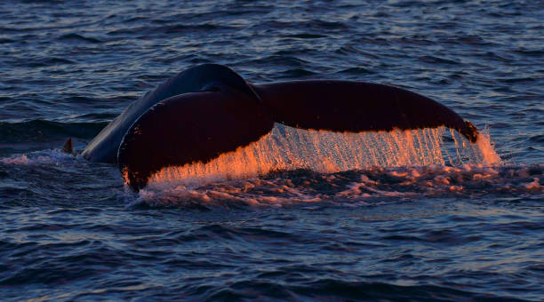 Whale tail diving Whale tail diving iceland whale stock pictures, royalty-free photos & images