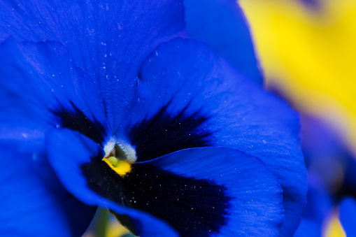 Blue and yellow blooming blossom of pansies