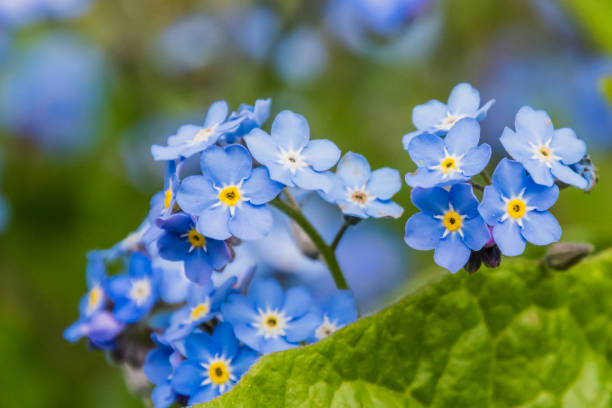 istock Bright yellow and blue colored blossoms blooming in spring 682702924