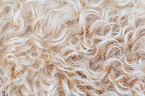 Cubierto de suave irlandés wheaten terrier blanco y marrón de piel de lana photo