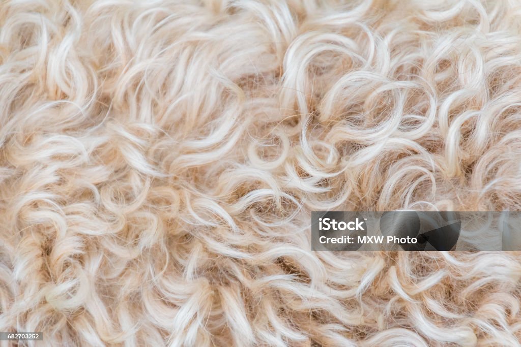 Irish soft coated wheaten terrier white and brown fur wool Animal Hair Stock Photo