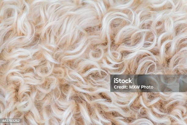 Irish Soft Coated Wheaten Terrier White And Brown Fur Wool Stock Photo - Download Image Now