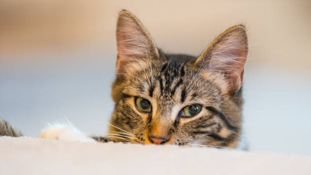 istock Little grey kitten lies on the floor. 682703274