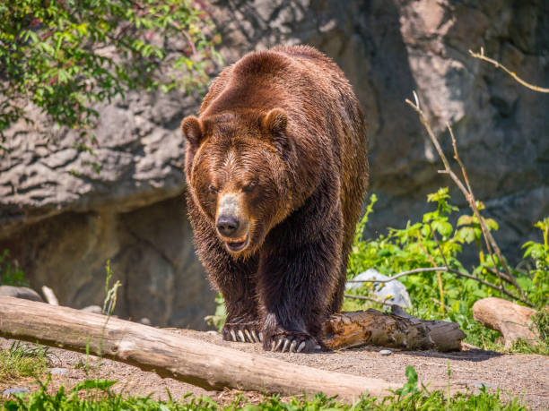 istock A beautiful brown bear walks through the forest 682703550