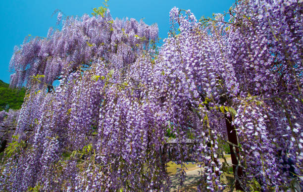 Beautiful wisteria bloomimg