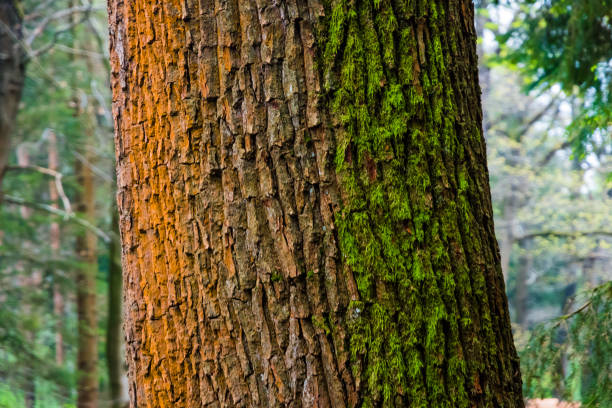 istock Three colored tree stem of oak tree orange white green moss 682703736