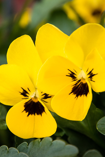 Yellow blooming blossom of pansies in spring