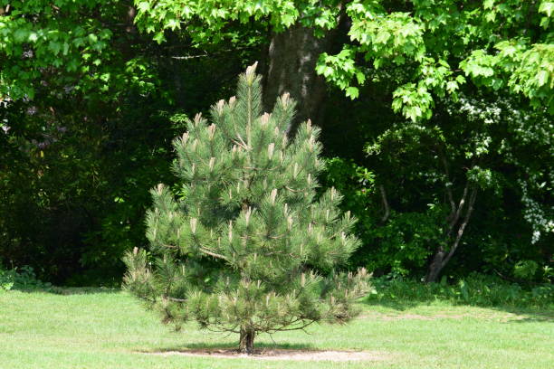 istock Young Scots pine in full flower. 682707682
