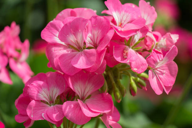 istock Beautiful colorful winter Flowers 682707804