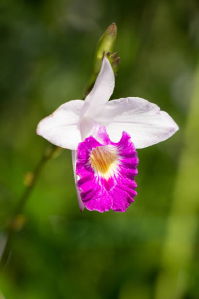 istock Beautiful orchid.colorful winter Flowers 682710452