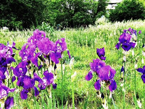 Spring Iris garden- contrasts background image, made to look like painted on wall