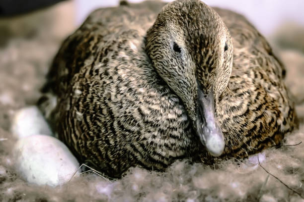 Duck sitting  on eggs in the nest