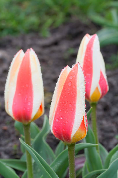 istock Tulipa greigii 'Authority' in early morning 682717674