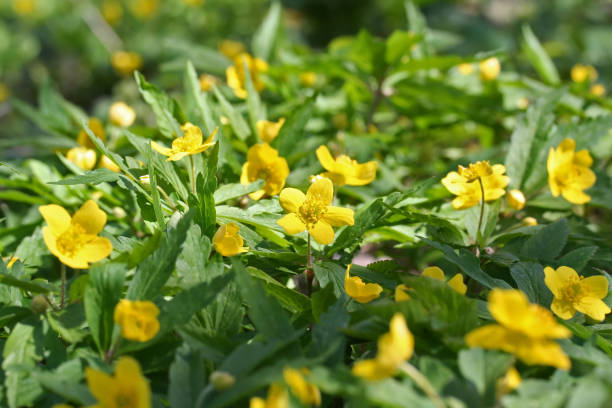 アネモネ ranunculoides (黄色いアネモネ キンポウゲ アネモネ) - yellow wood anemone ストックフォトと画像