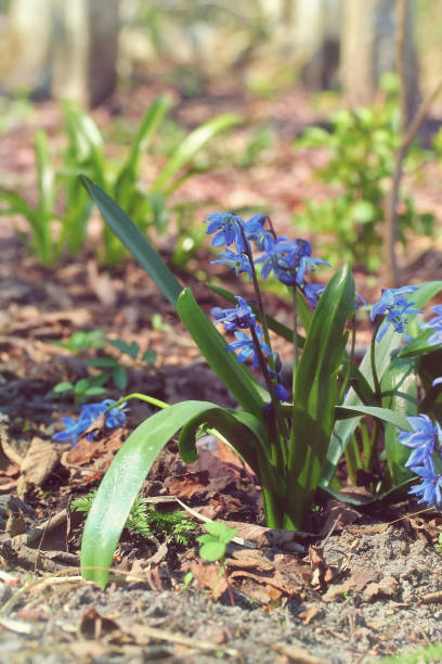 Scilla siberica (Siberian squill or wood squill) Scilla siberica (Siberian squill, wood squill) plants in early spring, Latvia, Europe. Retro photo effect with added film grain spring bud selective focus outdoors stock pictures, royalty-free photos & images