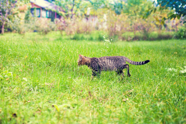 istock Cute little kitten walking on the grass 682718156