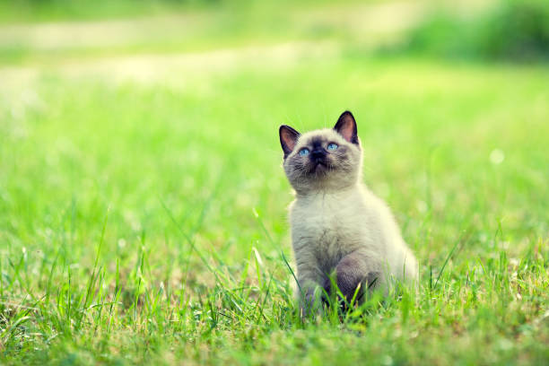 istock Cute little kitten walking on the grass 682721176