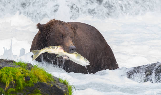 гризли медведь на аляске - brown bear alaska katmai national park animal стоковые фото и изображения