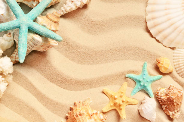 istock Seashells on a summer beach and sand as background. Sea shells. 682721844