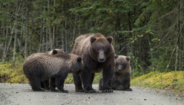 istock Alaskan brown bear sow and cubs 682724468