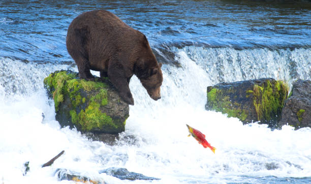 гризли медведь на аляске - brown bear alaska katmai national park animal стоковые фото и изображения