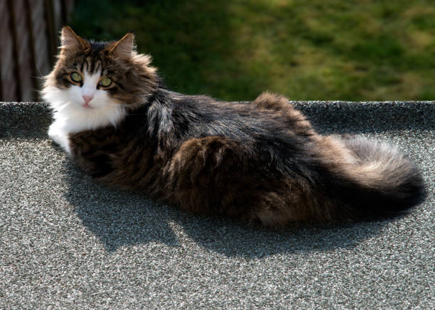 istock Beautiful Maine coon cat 682724504