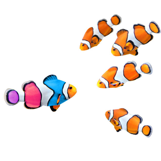 istock Flock of standard clownfish and one colorful fish 682725448