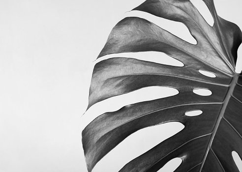 Close-up of the monstera leaf. Abstract composition. Black and white photography.