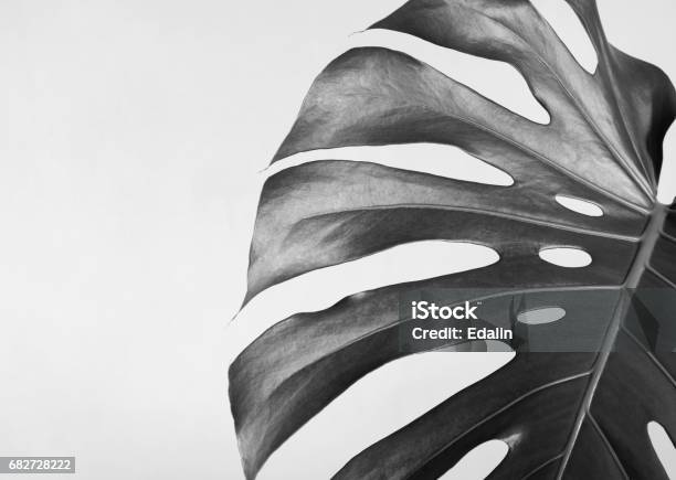 Closeup Of The Monstera Leaf Abstract Composition Black And White Photography Stock Photo - Download Image Now