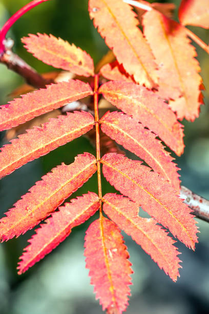istock Beautiful rowan in the sunlight 682728450