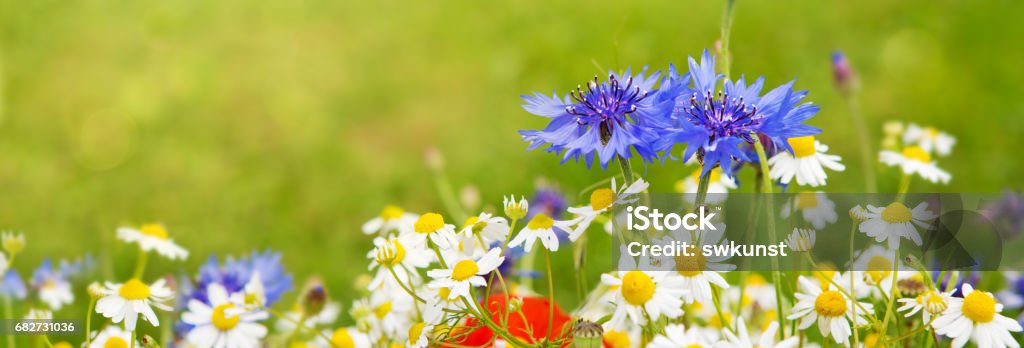 Wild flower bouquet Wild flower bouquet with poppies daisies and cornflowers. Wild flowers isolated on green background. Flower Stock Photo