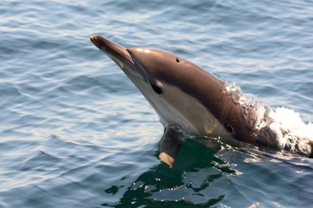 istock dolphin jumping out of the water 682731766