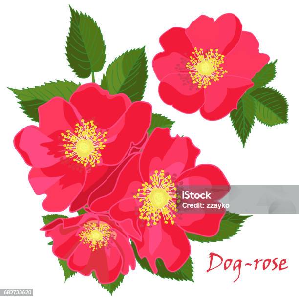 Set Red Flowers Of Dogrose With Leaves In Realistic Handdrawn Style Stock Illustration - Download Image Now