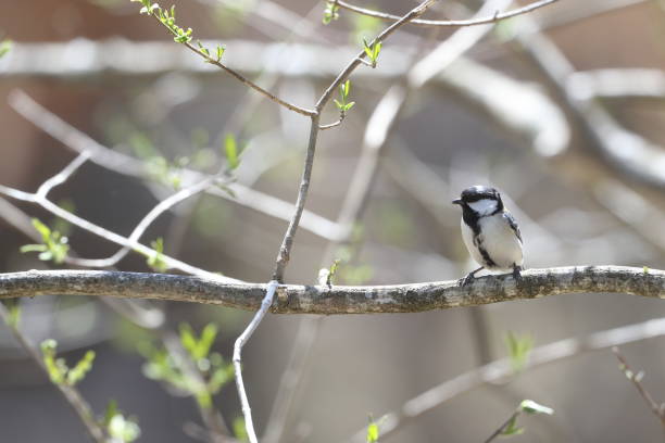 istock Japanese Tit on the branch of tree 682739488
